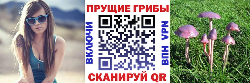 Галлюциногенные грибы Psilocybine cubensis  ОМГ ОМГ вход  Бабаево 
